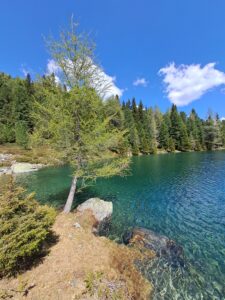 Blick auf den See und die Lärche