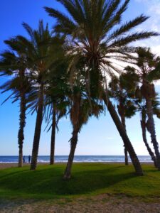 Strand mit Palmen
