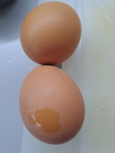 Eier