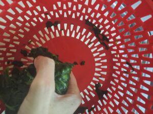 etwas erkalteten Spinat ausdrücken