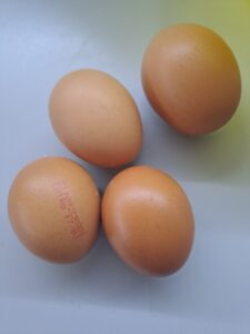 Eier