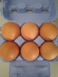 Eier