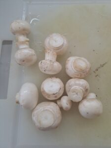 Champignon geputzt und gewaschen