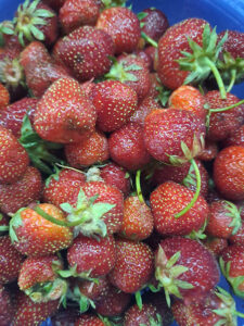 frische Erdbeeren