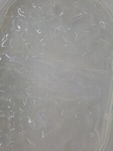 Blattgelatine aufgeweicht