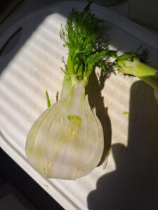 frischer Fenchel