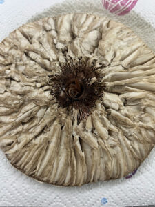 Parasolschirm gewaschen und trockengetupft