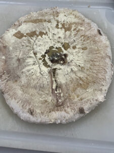 bemehlter Parasolschirm