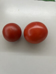 frische Tomaten
